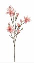 Magnolia Zalm 90 cm